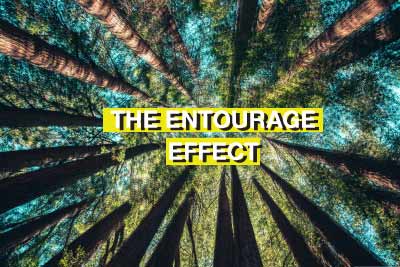 What is the Entourage Effect with CBD?