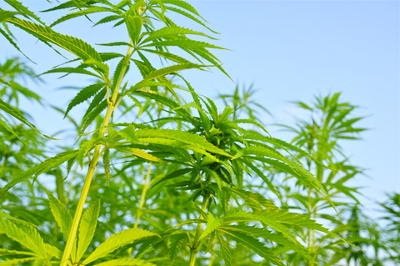 Hemp! What Is It Good For? Absolutely Everything!